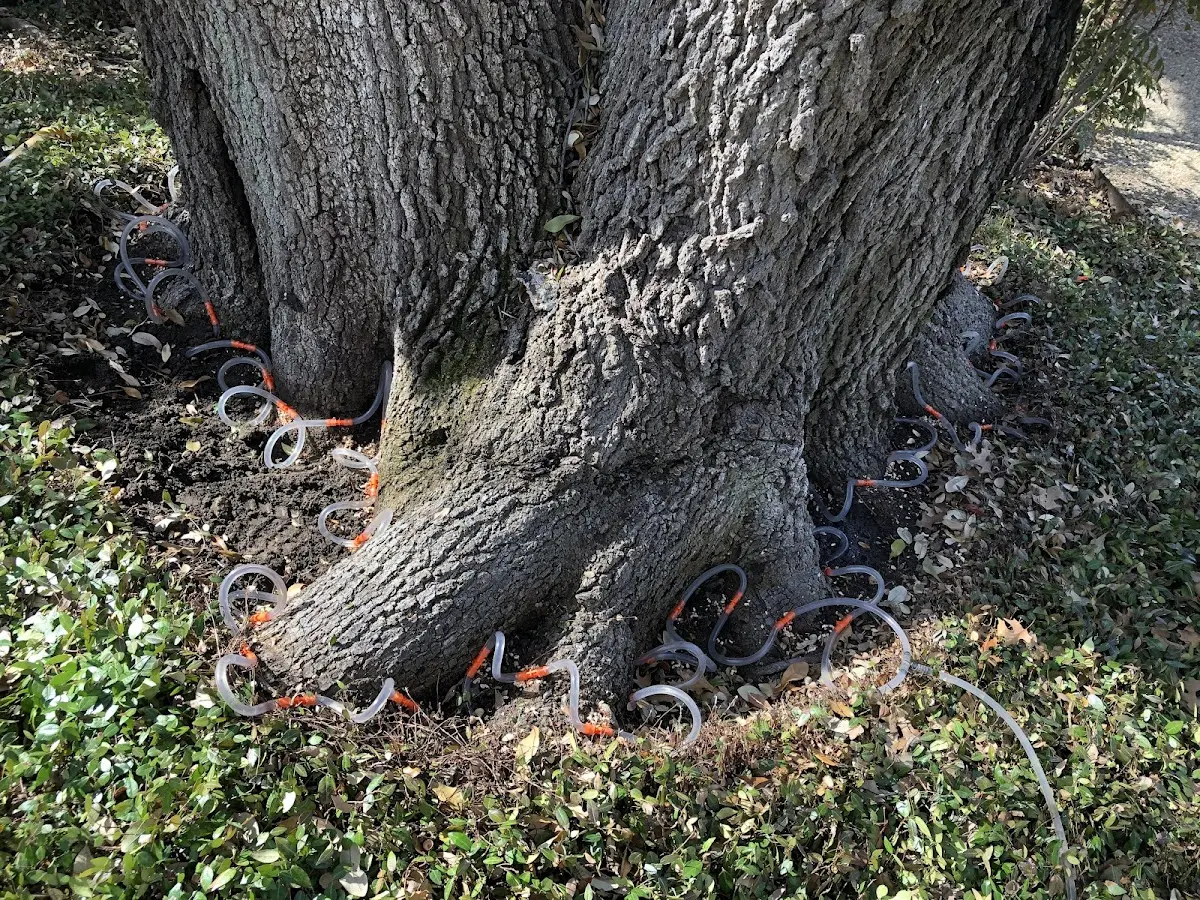 Detailed Tree Cabling and Bracing job site in Church Road