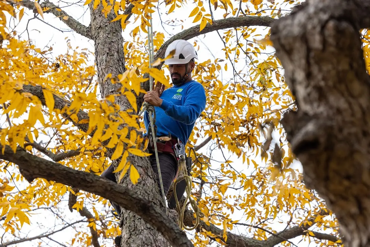 Skilled Tree Pruning crew working in Church Road